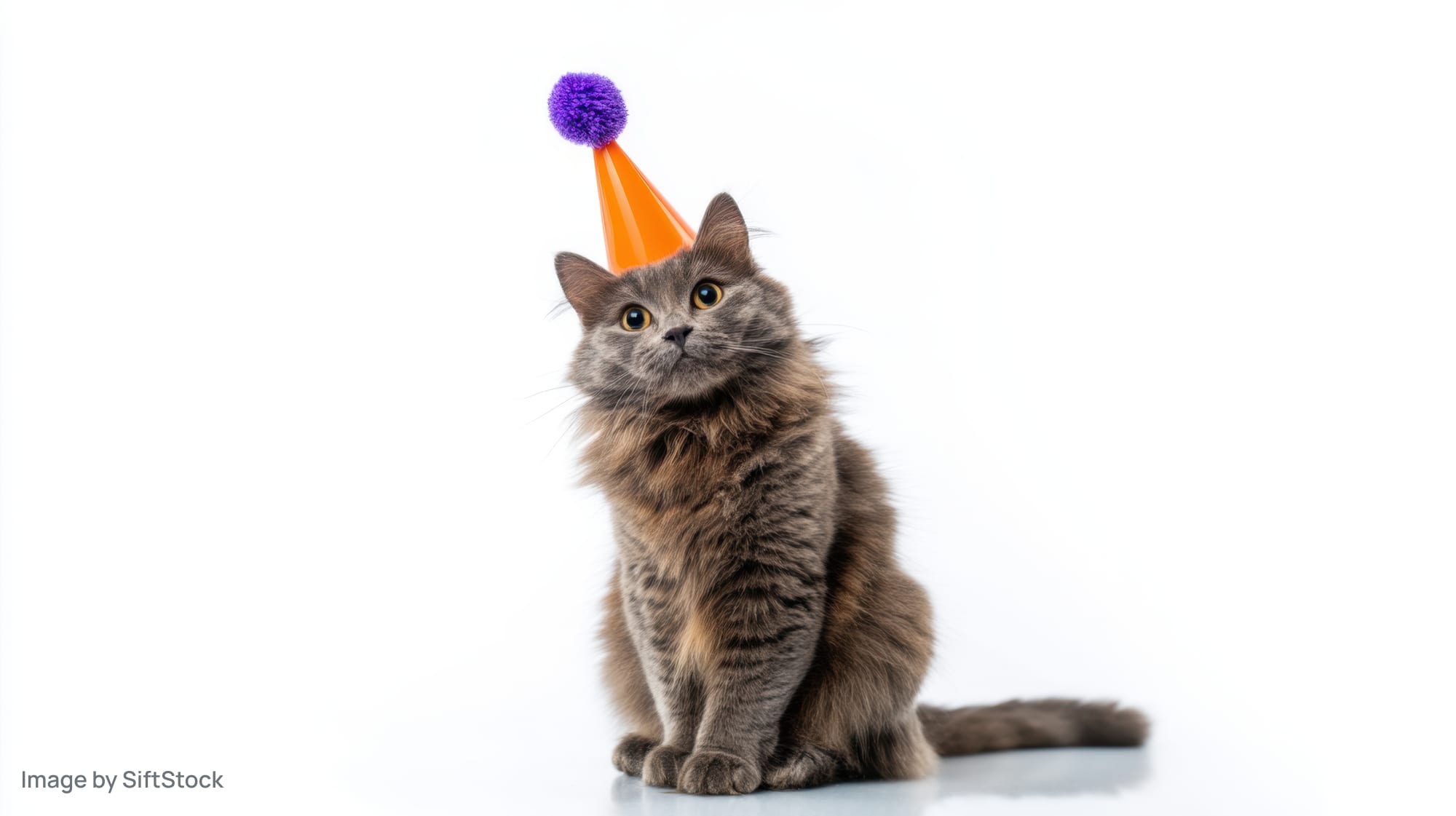 Fluffy gray cat sitting with orange party hat and purple pompon on white background