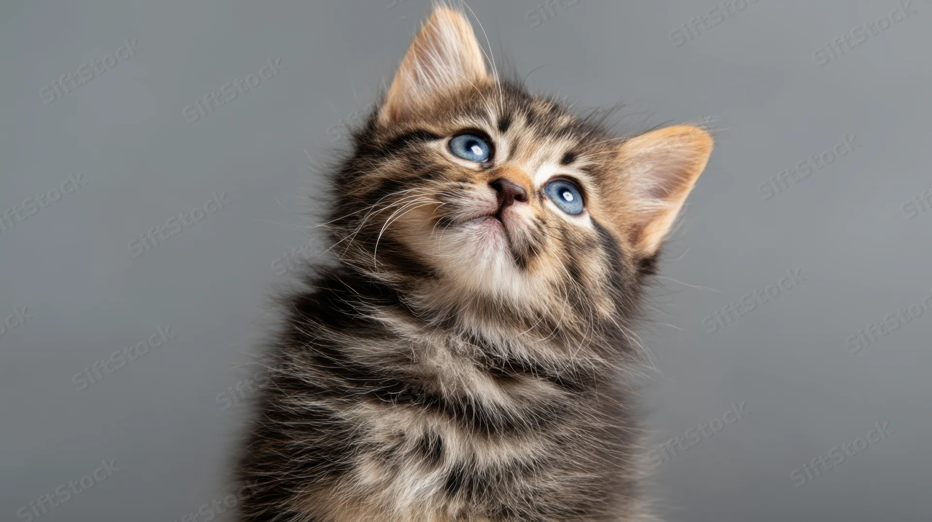 Fluffy tabby kitten looking up against gray background