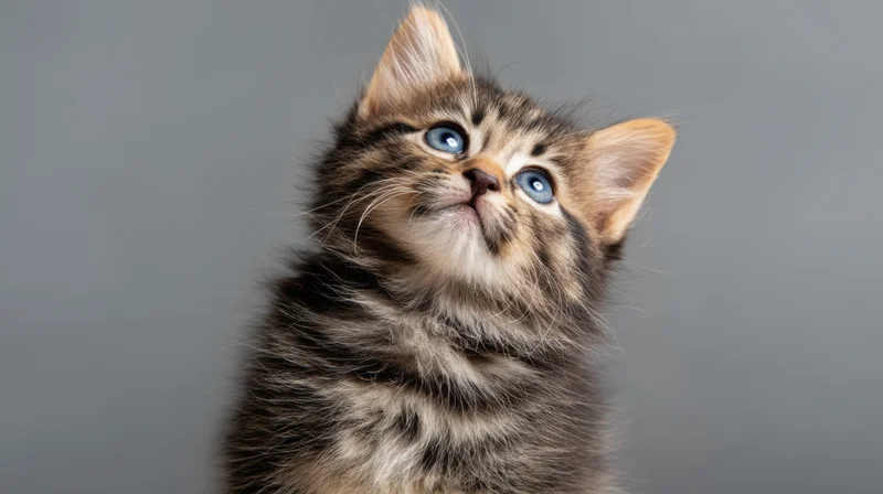 Fluffy tabby kitten looking up against gray background