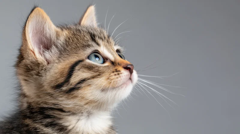 Fluffy tabby kitten gazing upward in profile against gray background