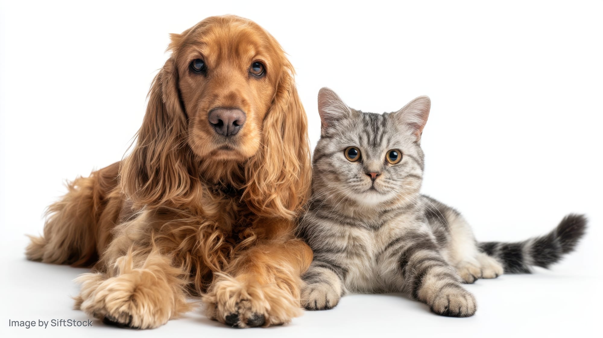 Golden cocker spaniel and tabby cat lying side by side on white background