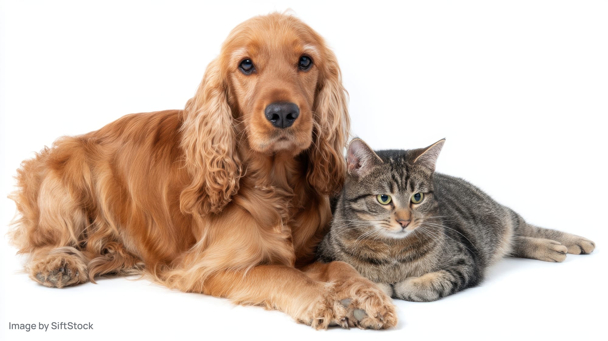 Golden cocker spaniel and tabby cat lying together on white background