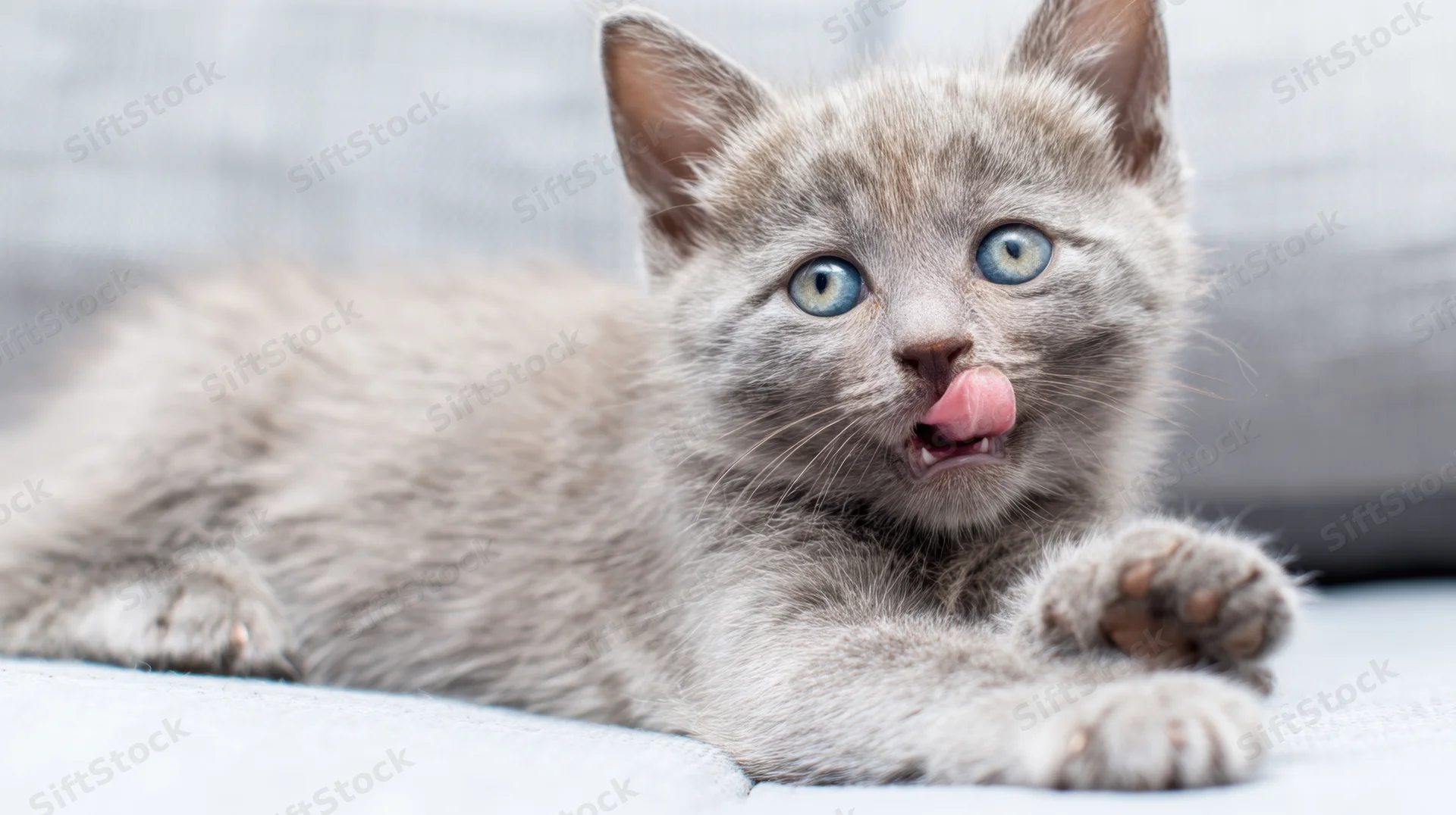 Gray kitten lying on white surface with tongue out, blue eyes wide open