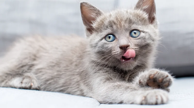 Gray kitten lying on white surface with tongue out, blue eyes wide open