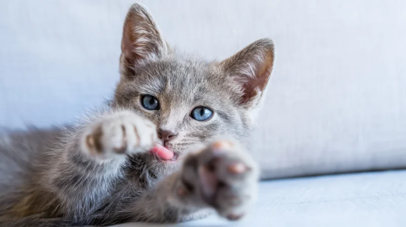 Gray kitten lying on sofa with paws extended and tongue out