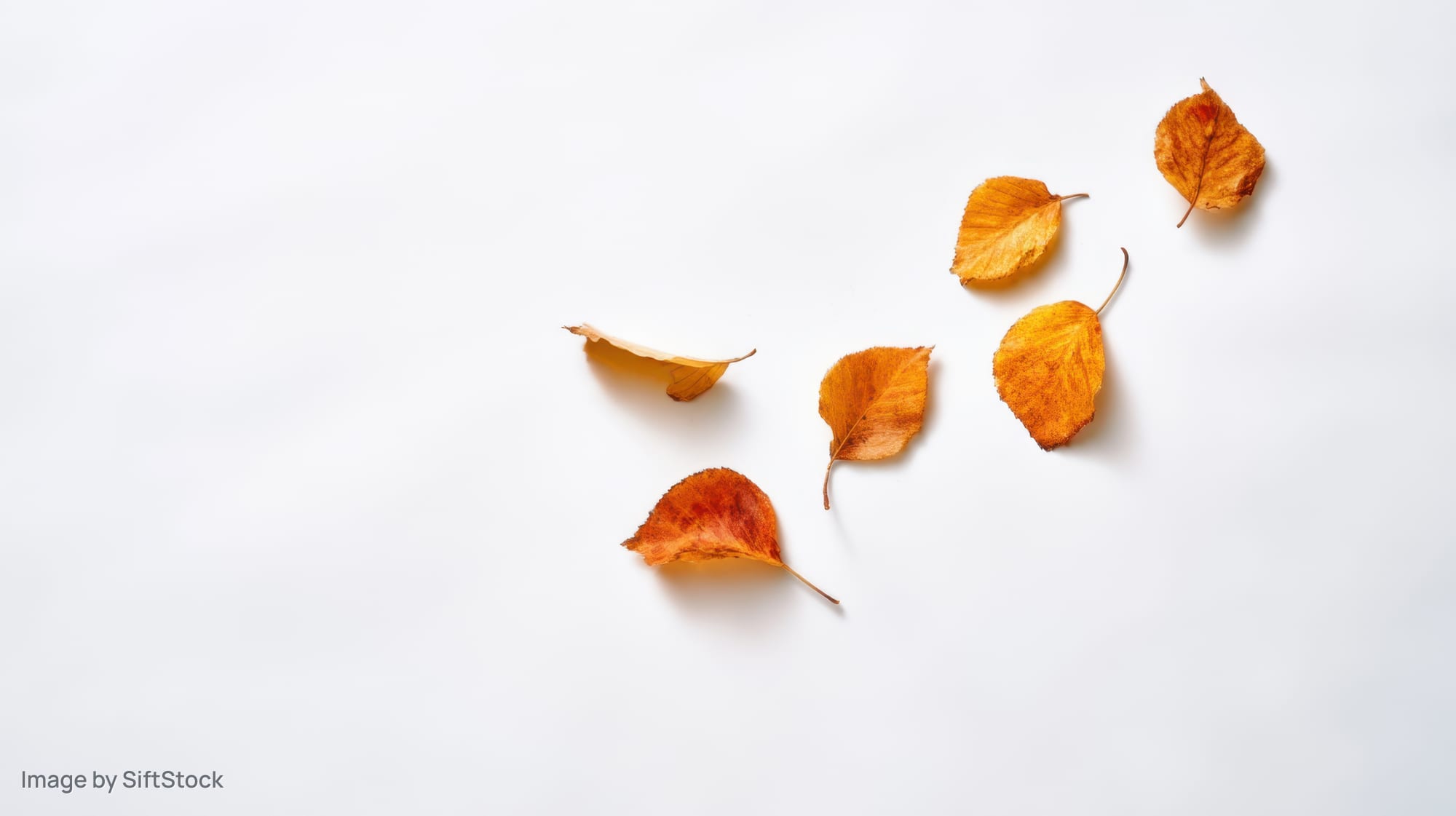 Dried orange and yellow autumn leaves arranged on a white surface