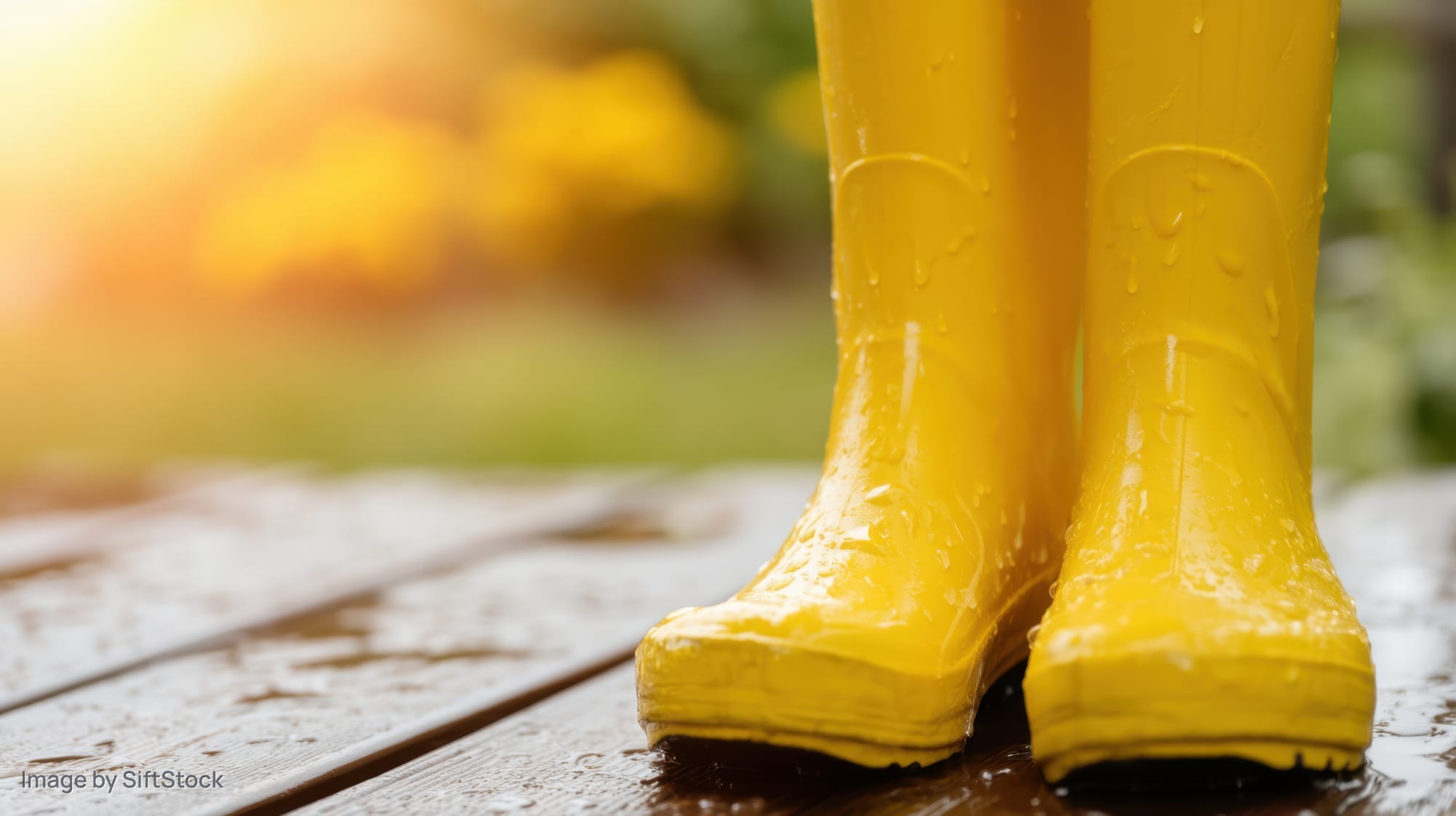 Bright yellow rainboots with water droplets on a wet wooden deck outdoors