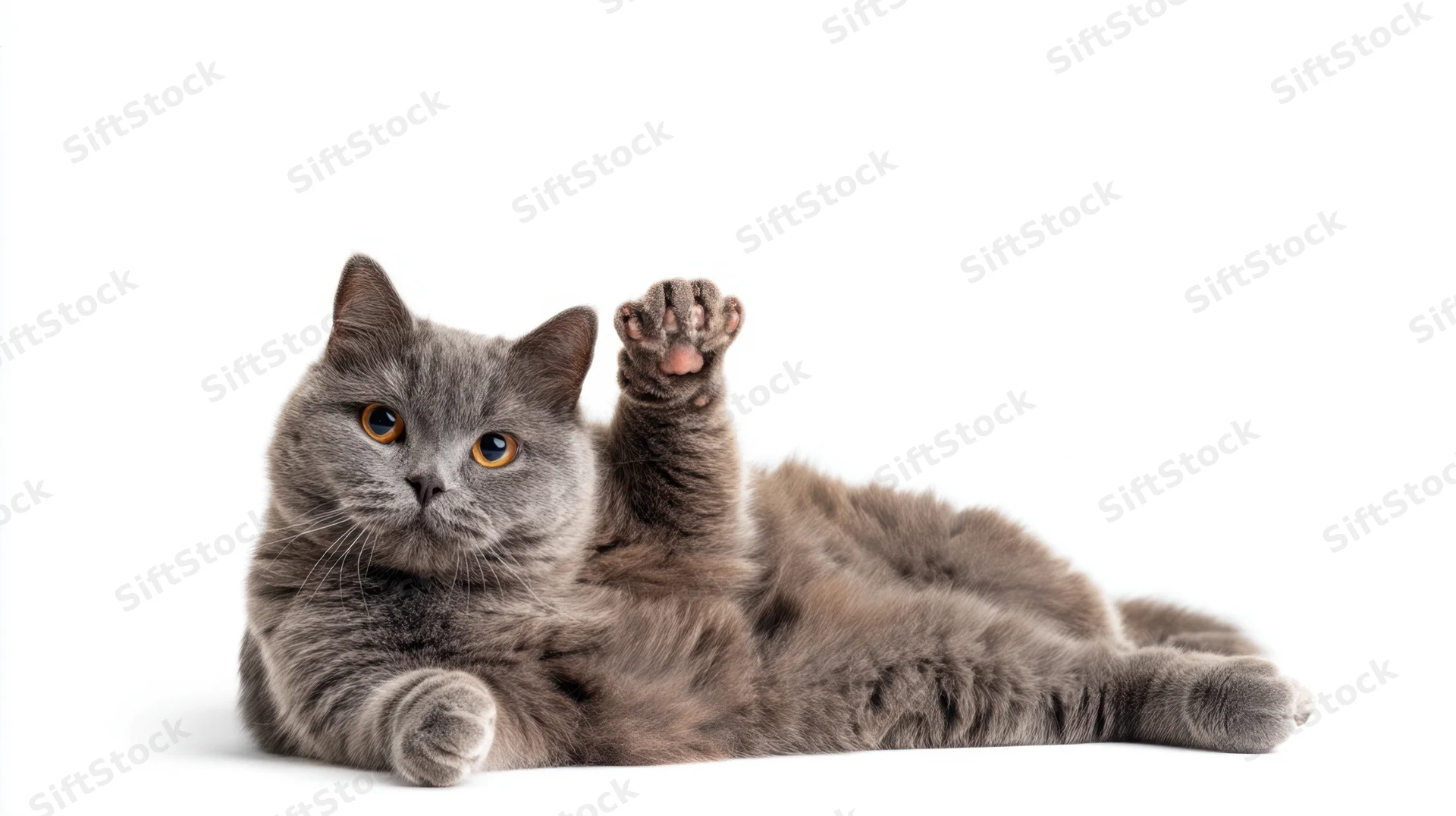 Gray cat lying on white background with one paw raised