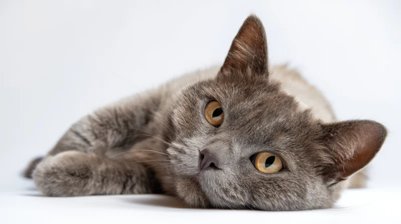 Gray cat lying down on white background, looking at camera with orange eyes