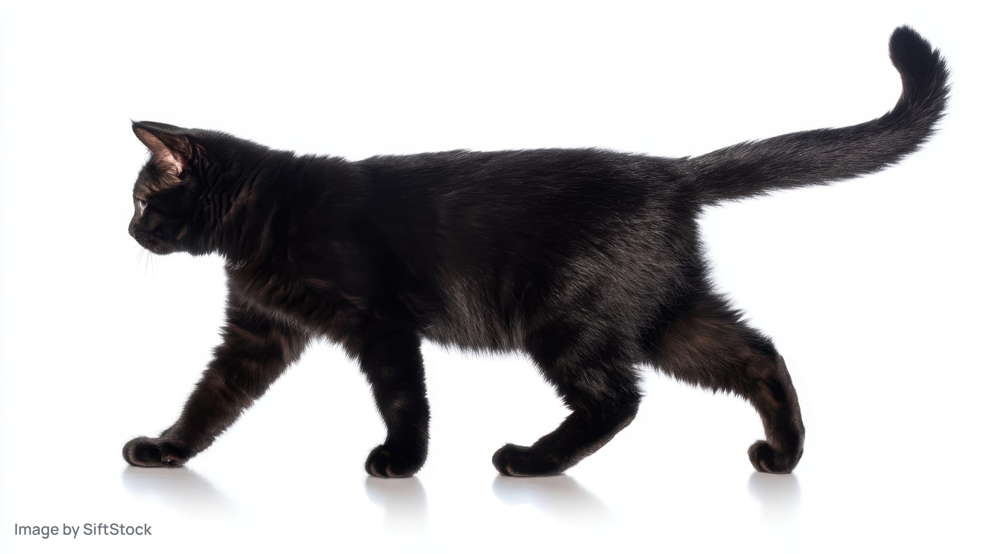 Black cat walking in profile on white background