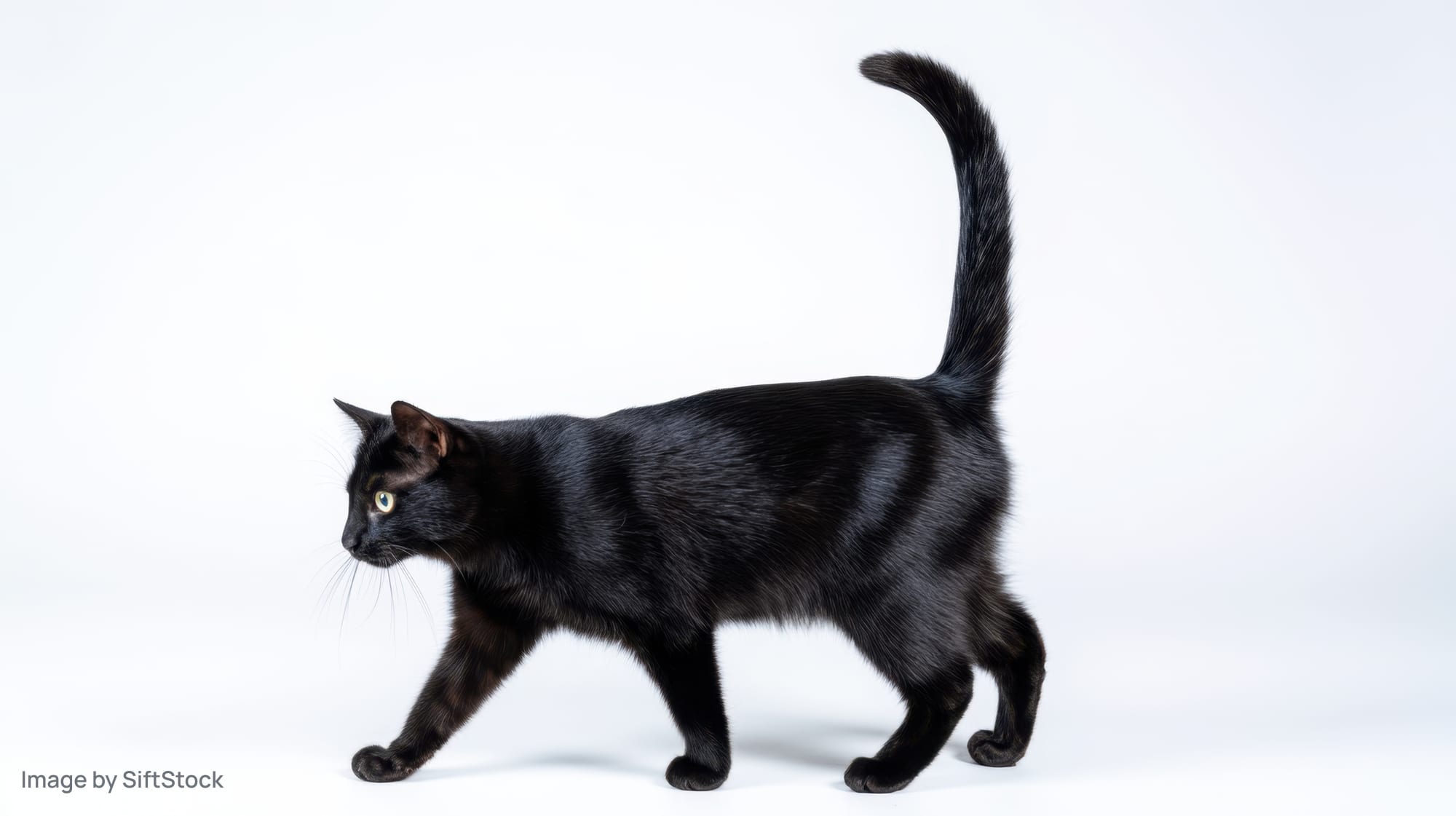 Black cat walking in profile against white background