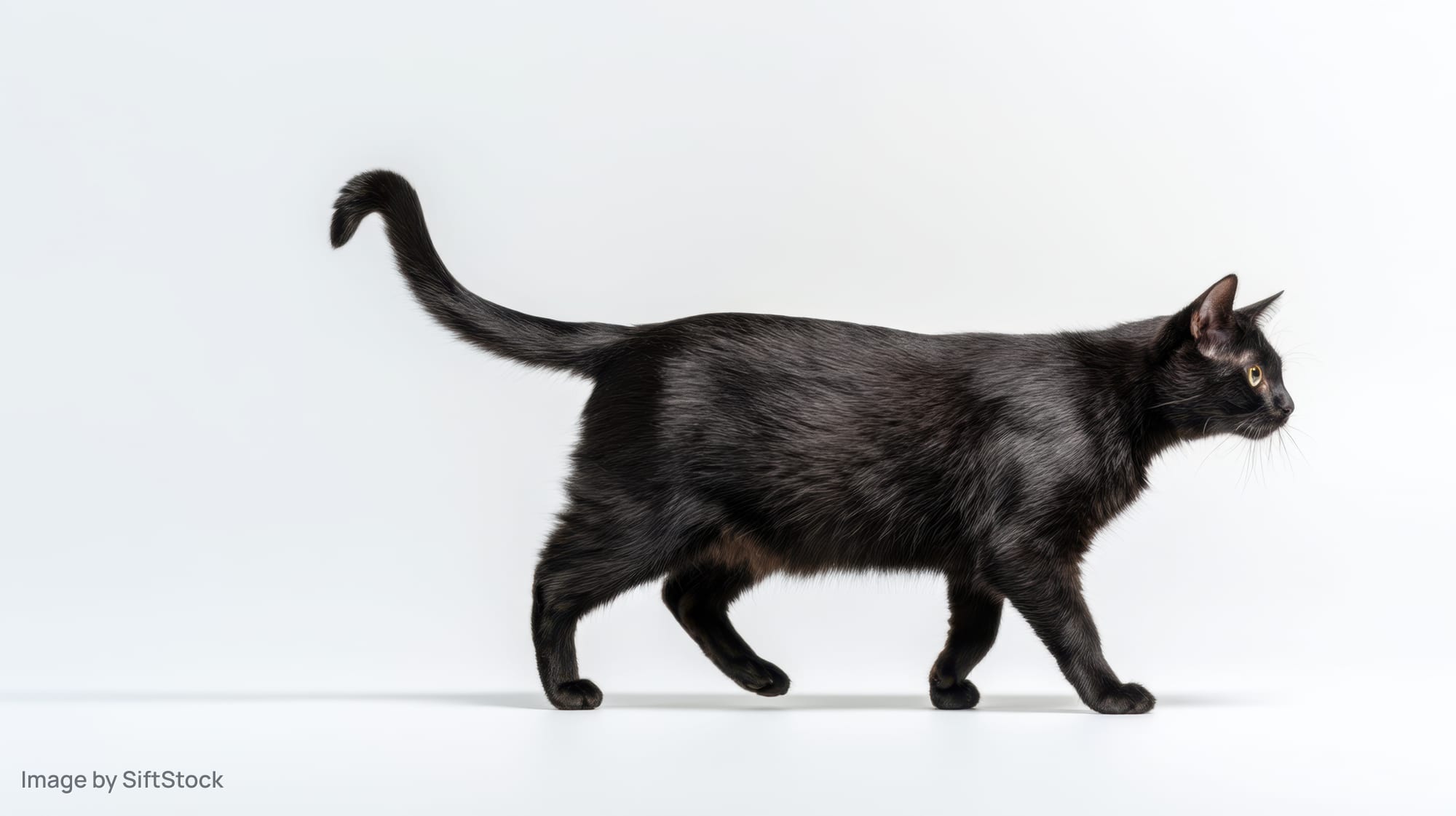 Black cat walking in profile against white background