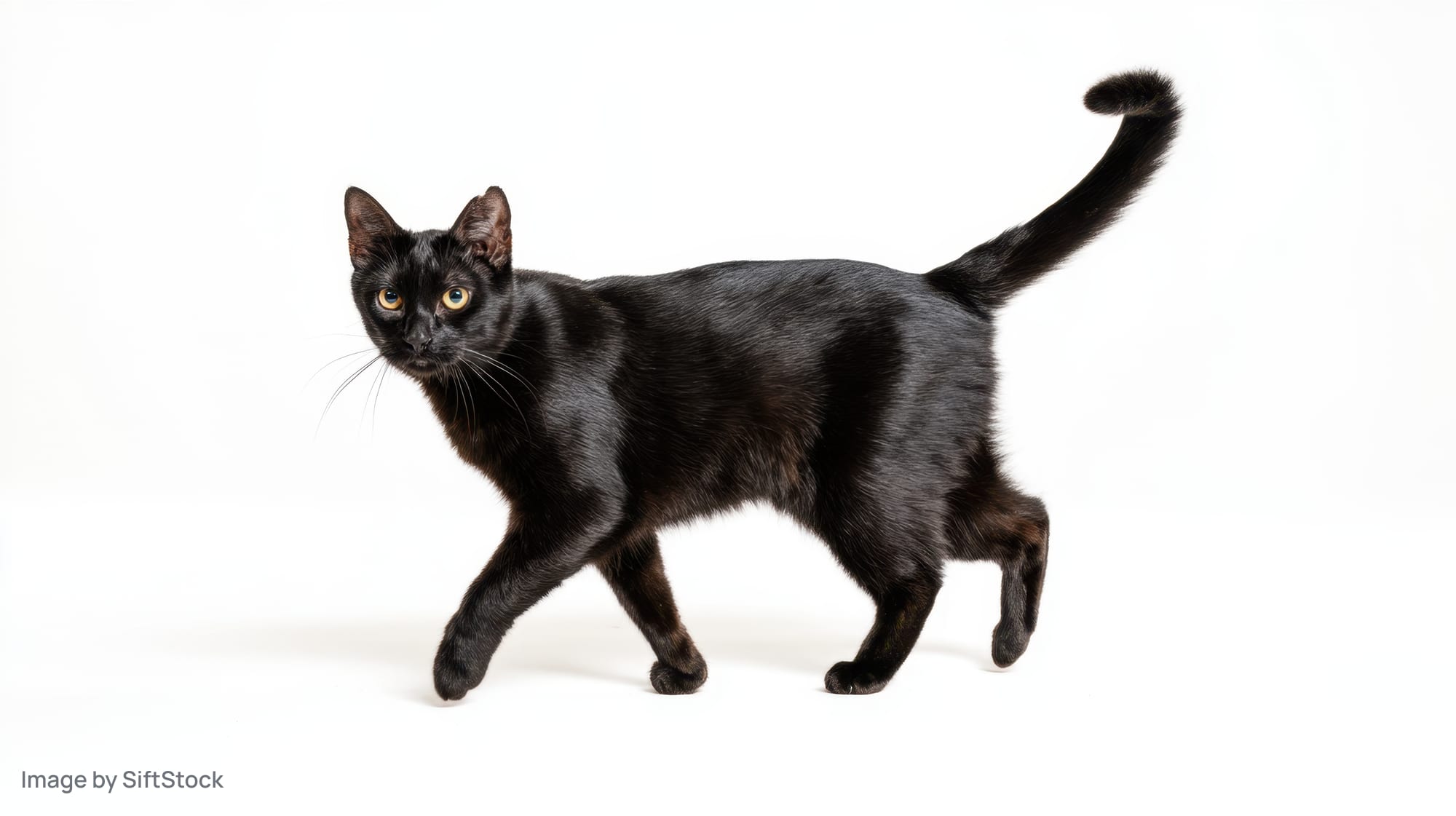 Black cat walking in profile against white background