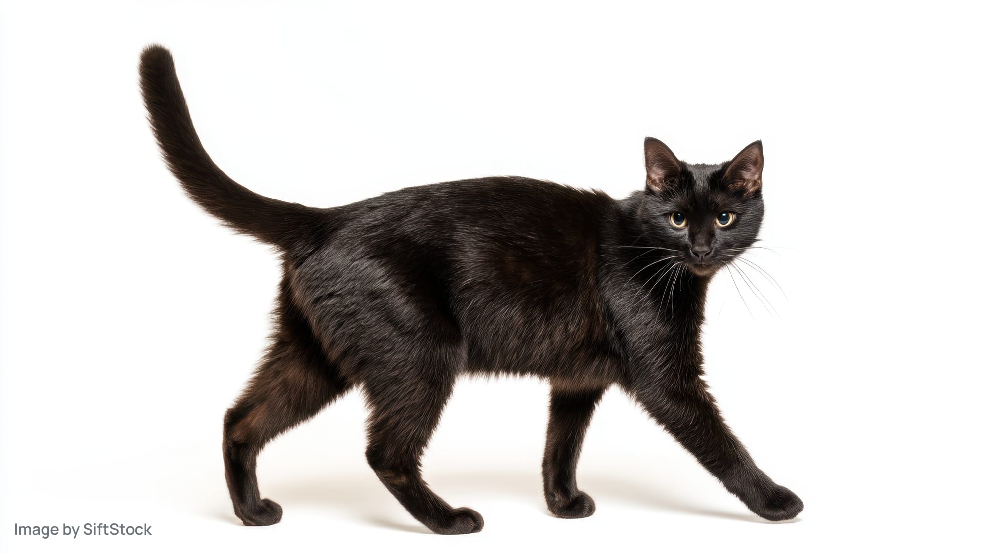 Black cat walking in profile against white background