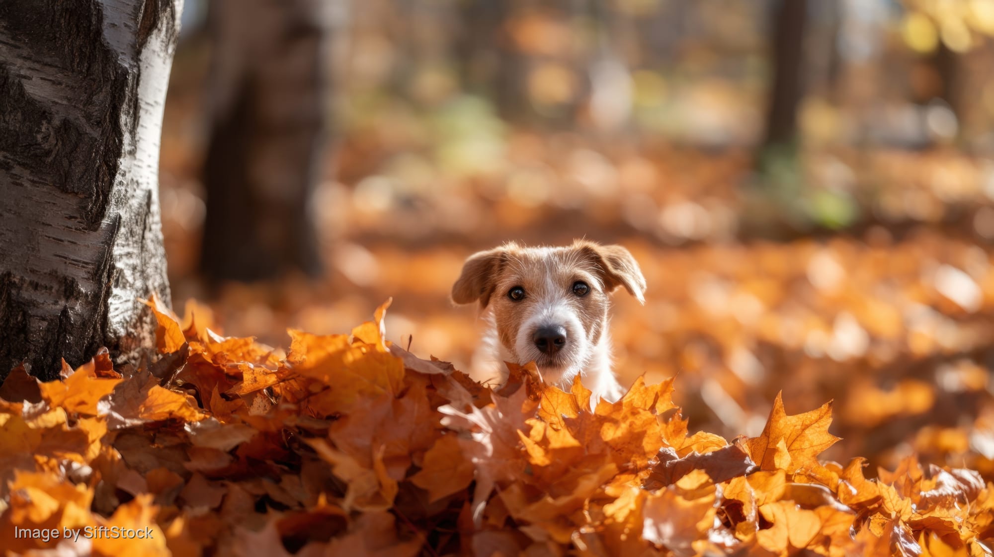 Small dog peeking over a pile of autumn leaves in a forest