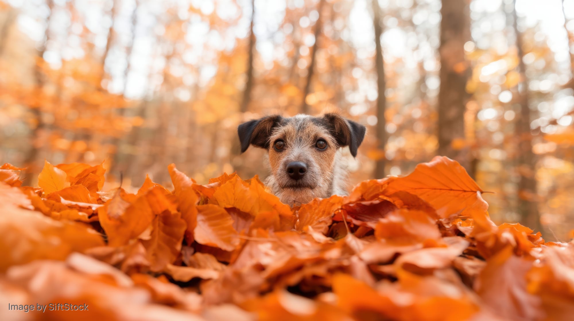 Small dog peeking over pile of orange autumn leaves in forest