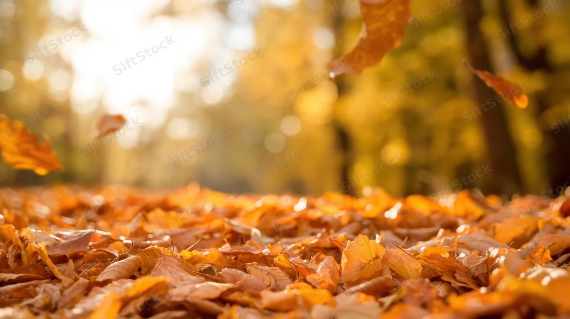 Fallen autumn leaves covering forest floor with sunlight filtering through trees
