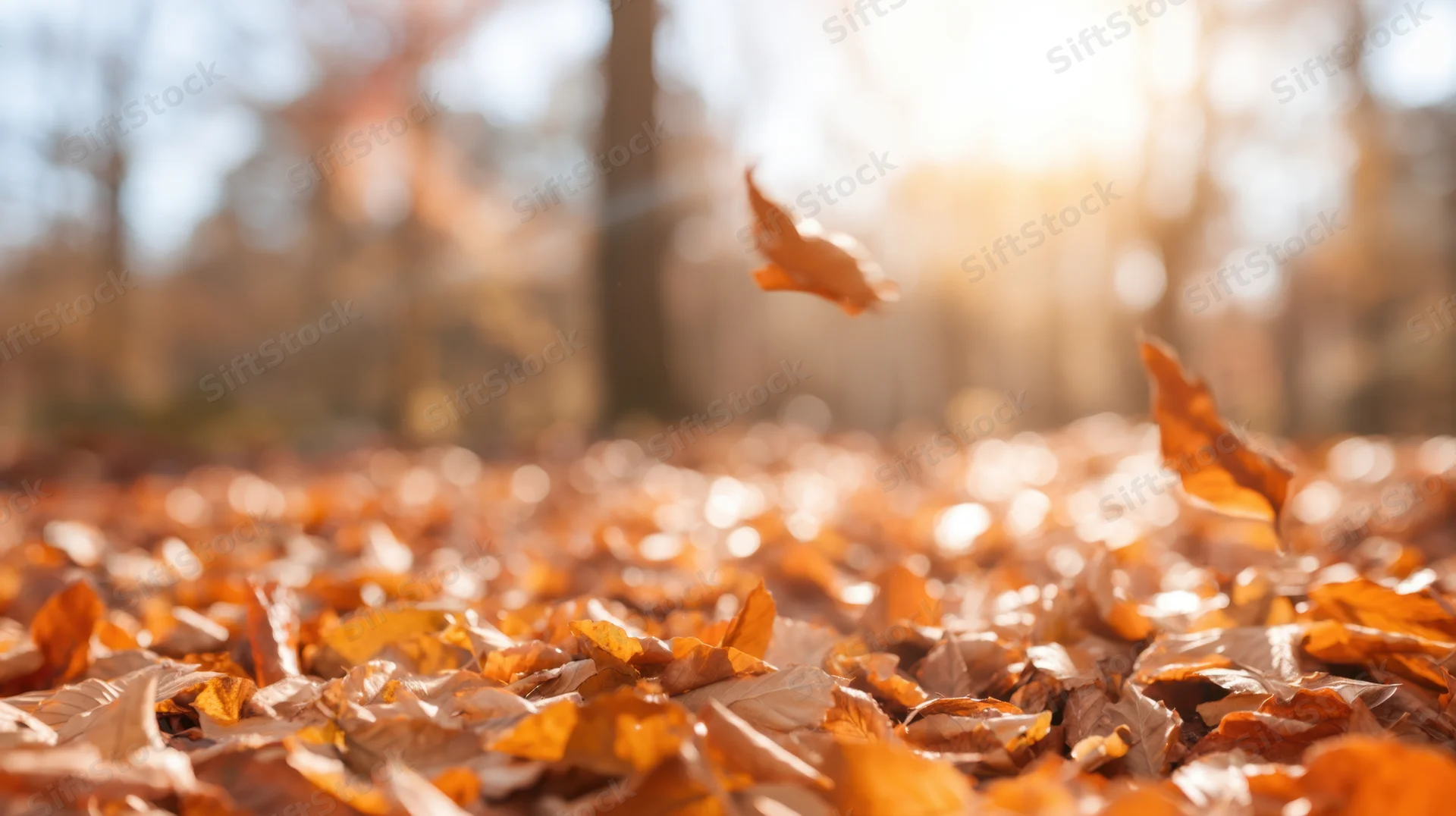 Fallen autumn leaves covering forest floor with sunlight filtering through trees