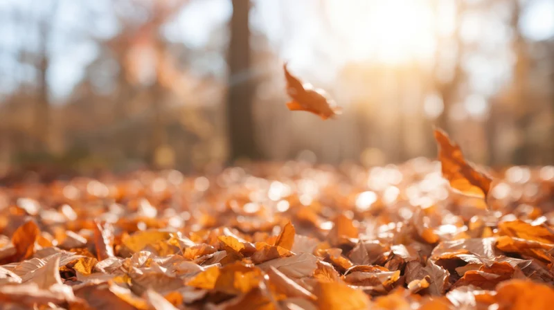 Fallen autumn leaves covering forest floor with sunlight filtering through trees