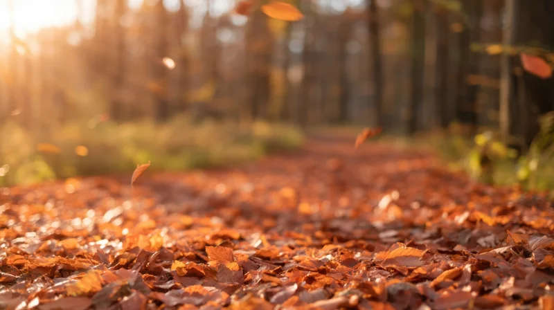 Autumn forest path covered in fallen leaves with sunlight filtering through trees