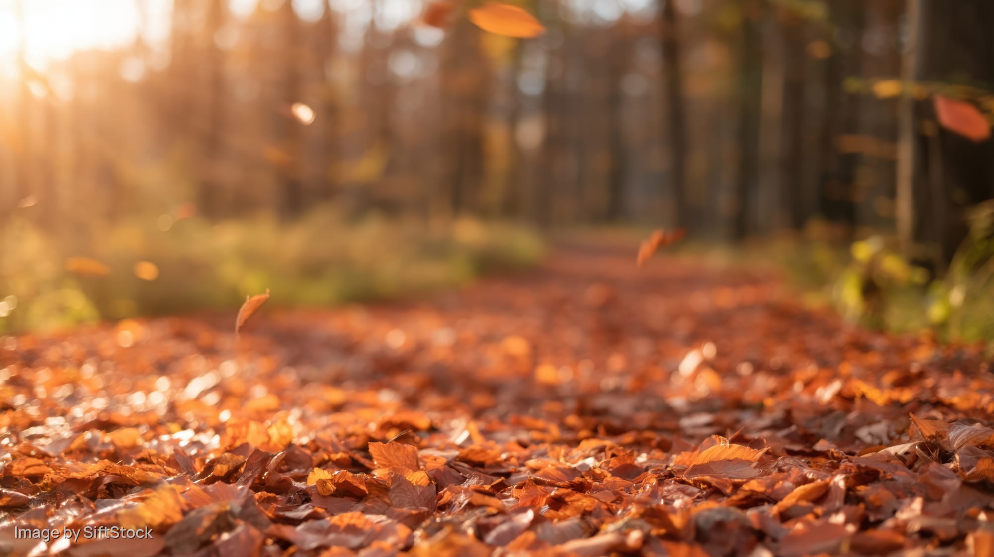 Autumn forest path covered in fallen leaves with sunlight filtering through trees