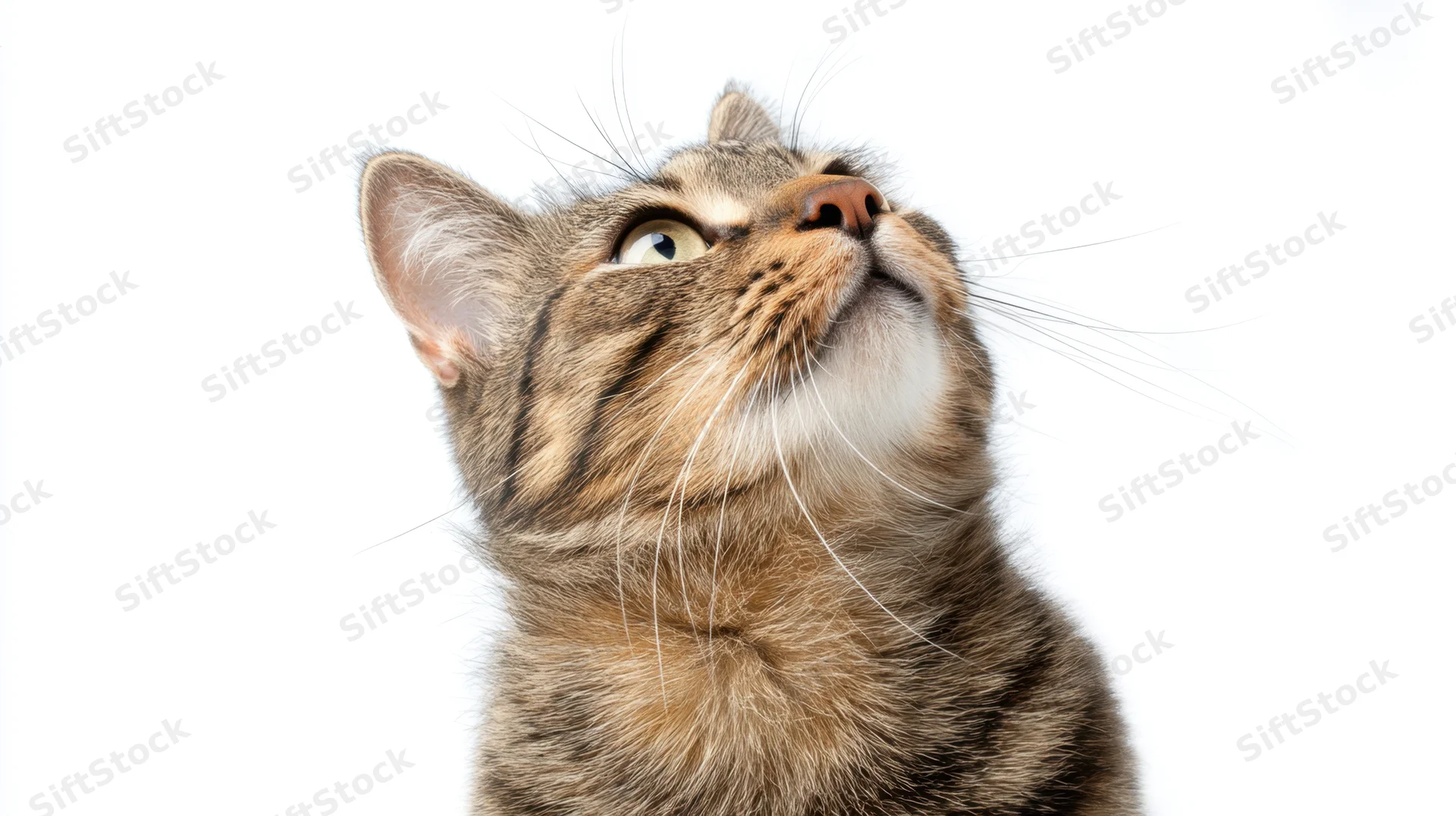 Tabby cat looking up against white background