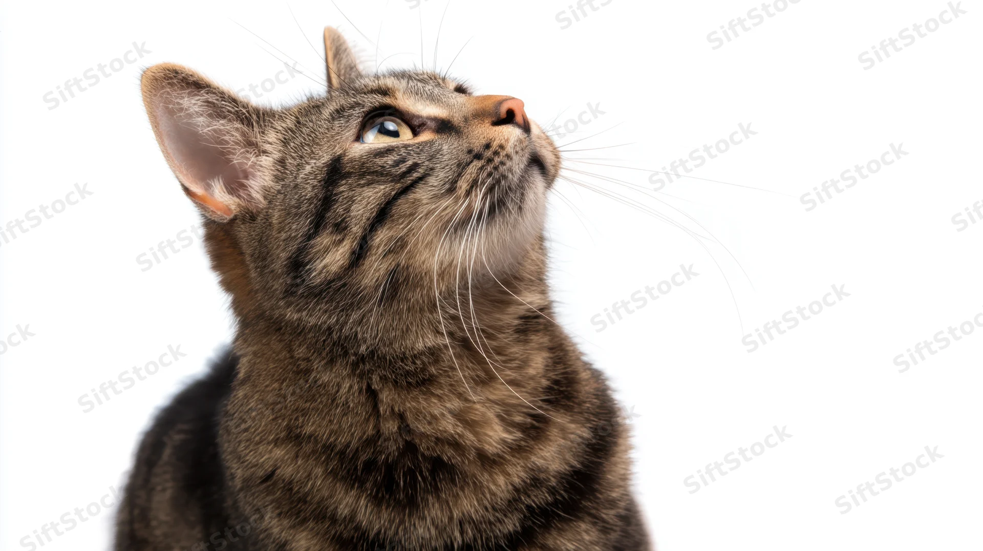 Tabby cat looking up in studio portrait against white background