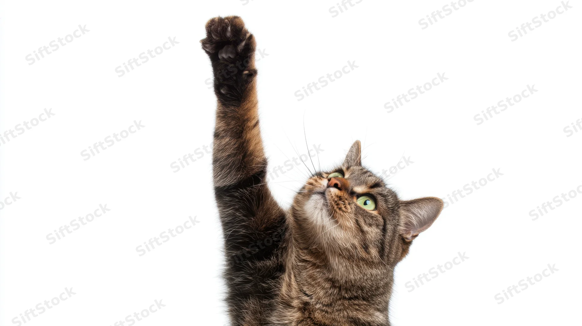 Tabby cat stretching upward with paw raised against white background
