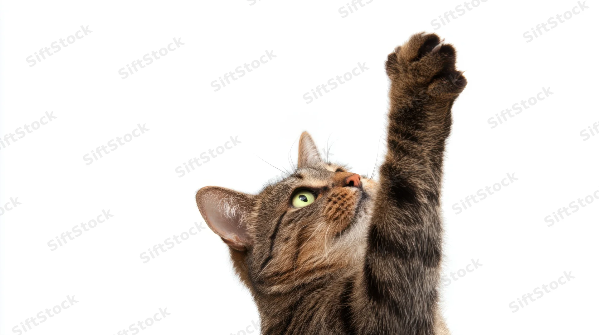 Tabby cat stretching upward with paw raised against white background