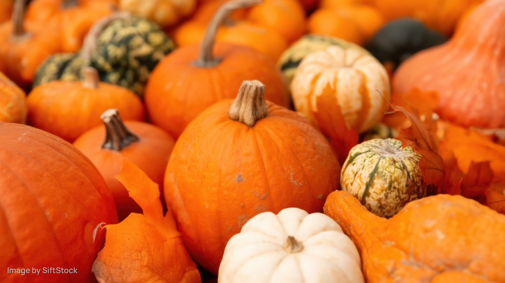 A pile of orange, white, and green pumpkins and squash arranged closely together for autumn decoration