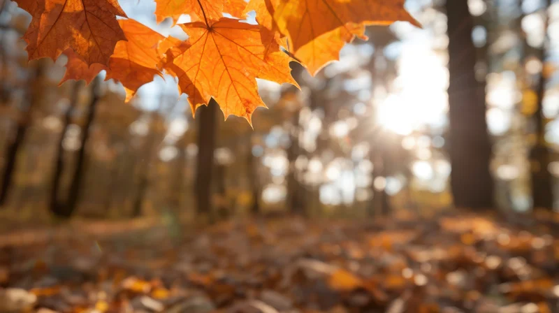 Autumn maple leaves hanging in a sunlit forest with fallen foliage on the ground