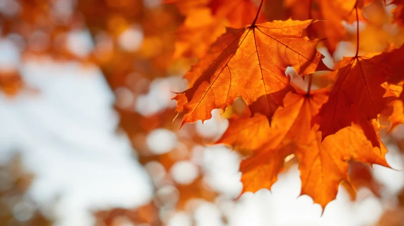 Close-up of vibrant orange maple leaves in autumn outdoors
