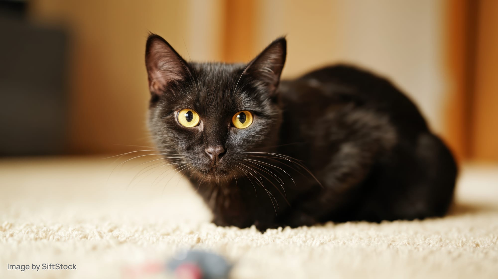 Black domestic shorthair cat resting on carpet indoors, alert gaze toward camera
