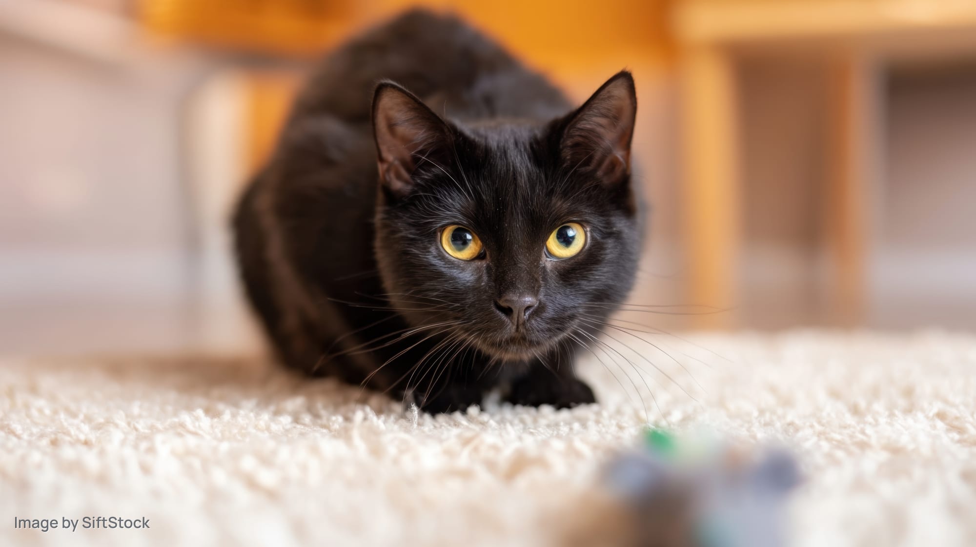 Black domestic shorthair cat crouching on beige carpet indoors