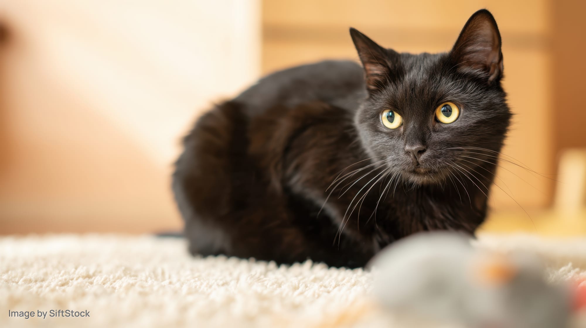 Black domestic shorthair cat resting on carpet indoors