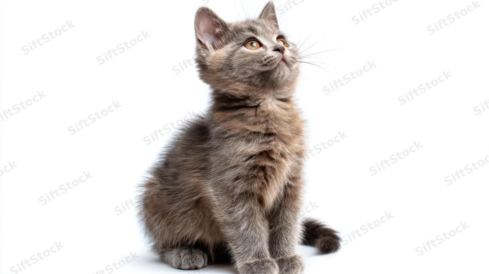 Gray kitten sitting and looking up against white background