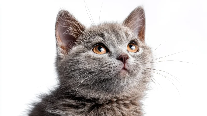 Gray kitten looking up in a studio portrait against white background