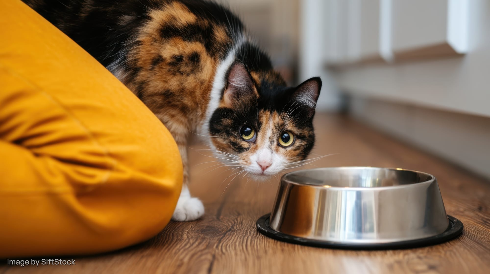 Calico cat approaching stainless steel food bowl on wooden floor near yellow cushion