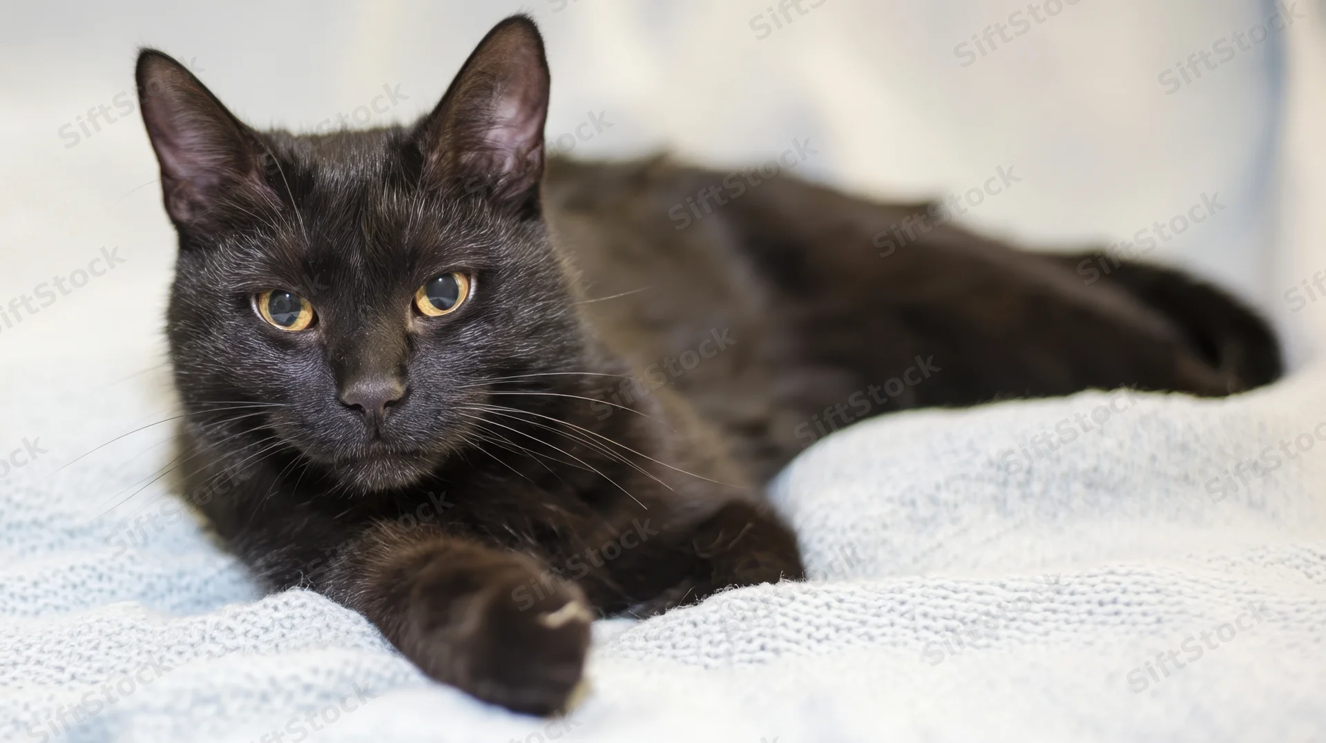Black cat lying on a white knitted blanket, looking at camera