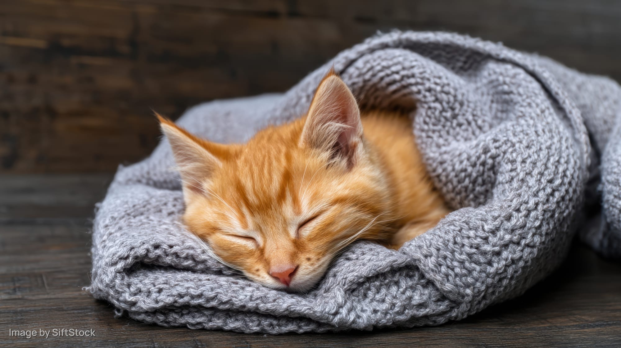 Orange kitten sleeping curled in a gray knitted blanket on wooden surface