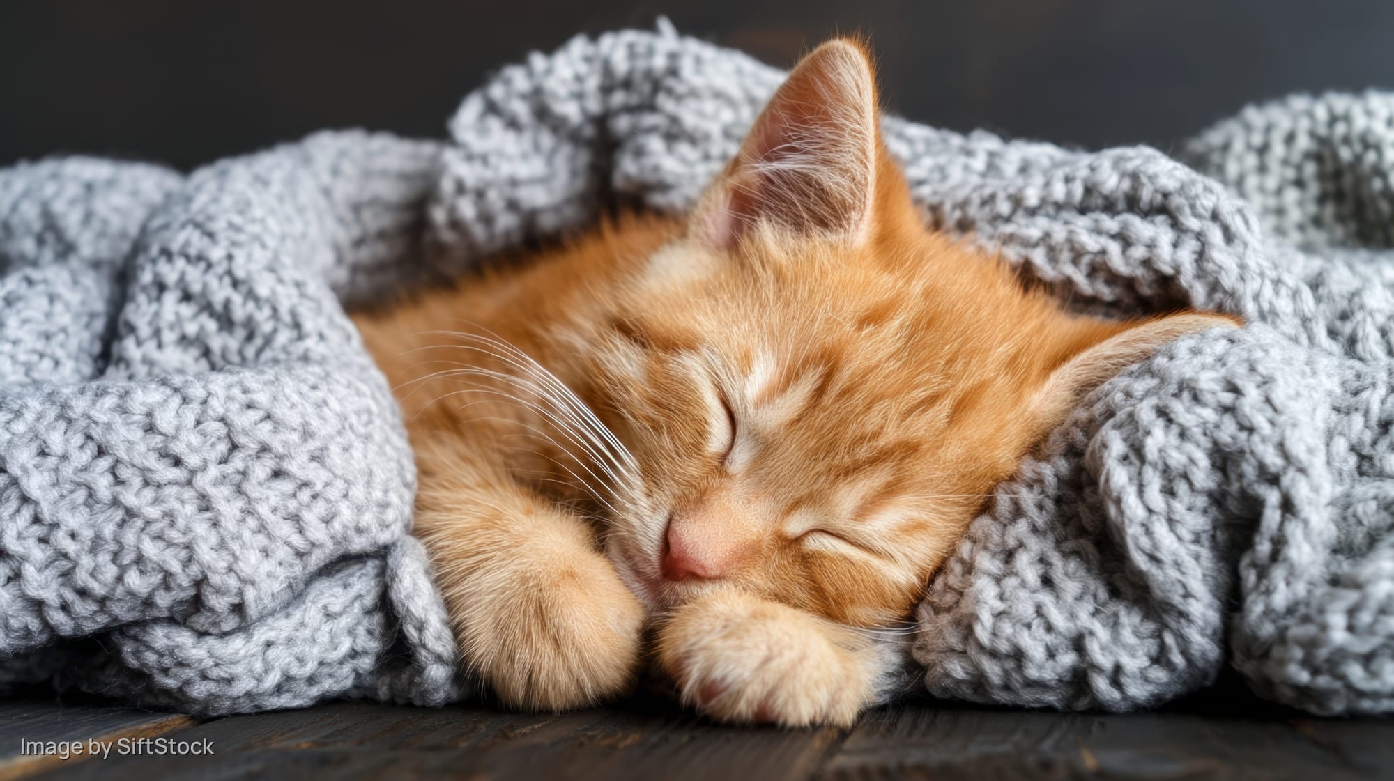 Tiny orange tabby kitten sleeping under a gray knitted blanket on a wooden floor