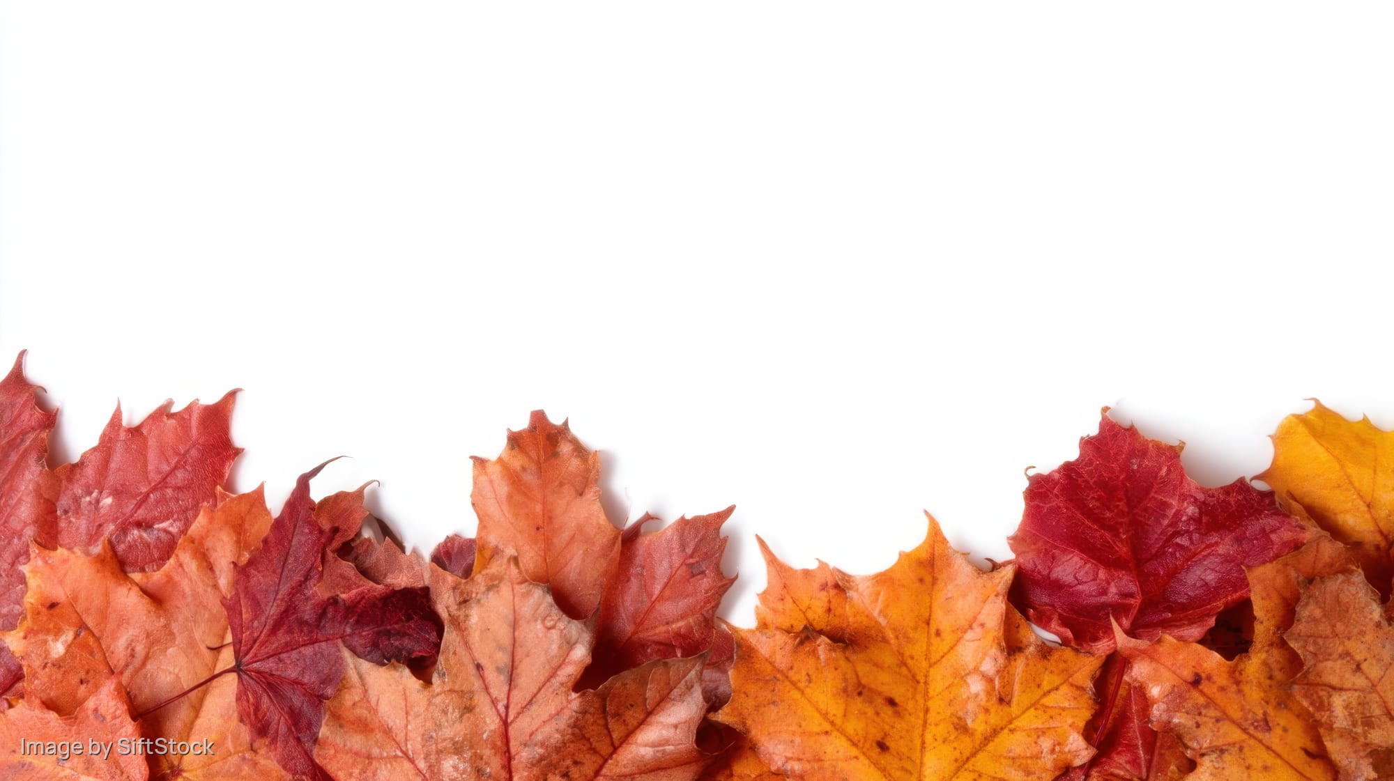 Colorful autumn maple leaves arranged in a border along the bottom of a white background