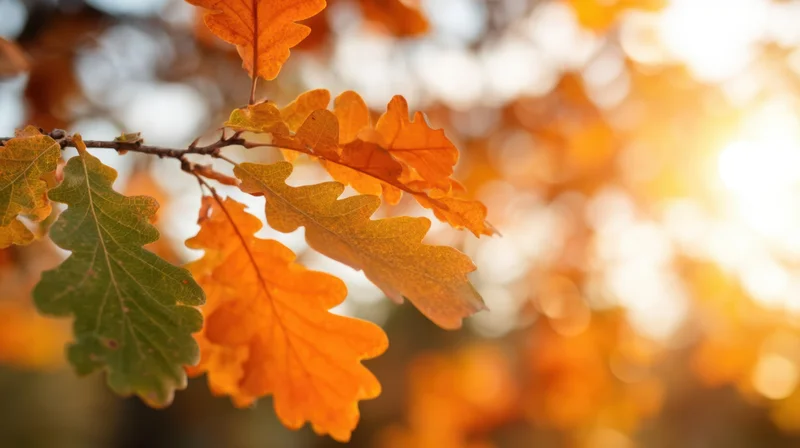 Close-up of oak leaves in autumn colors on a tree branch with sunlight and bokeh background