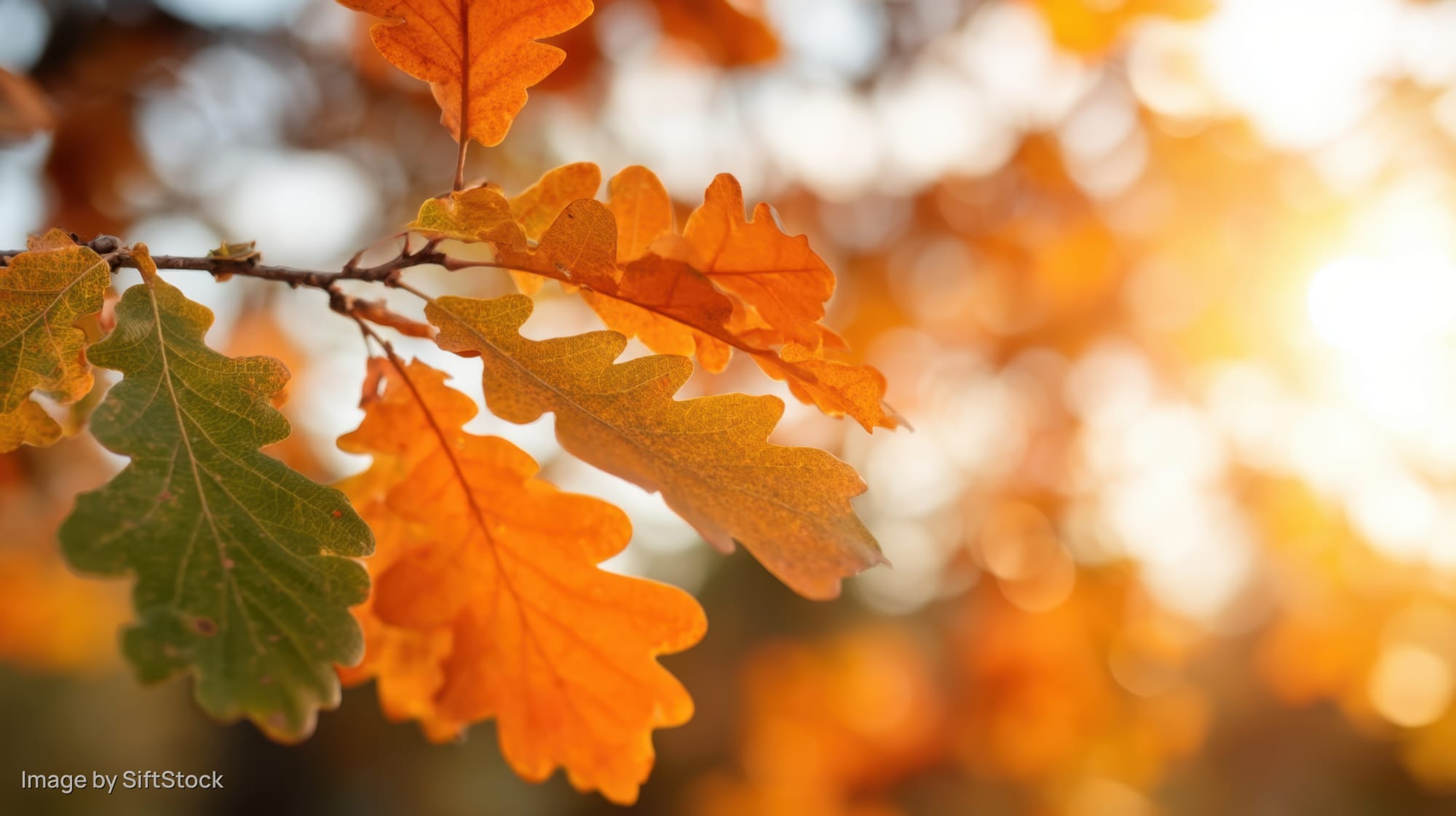 Close-up of oak leaves in autumn colors on a tree branch with sunlight and bokeh background