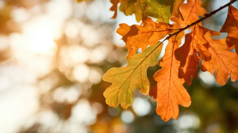 Close-up of oak leaves in autumn colors backlit by sunlight in a forest setting