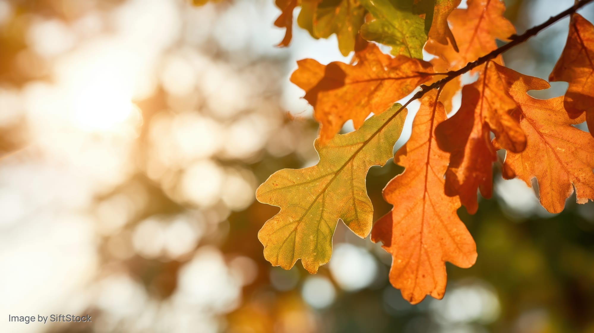 Close-up of oak leaves in autumn colors backlit by sunlight in a forest setting