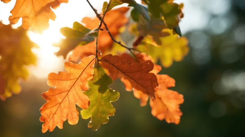 Close-up of oak leaves in autumn colors backlit by sunlight in a forest setting