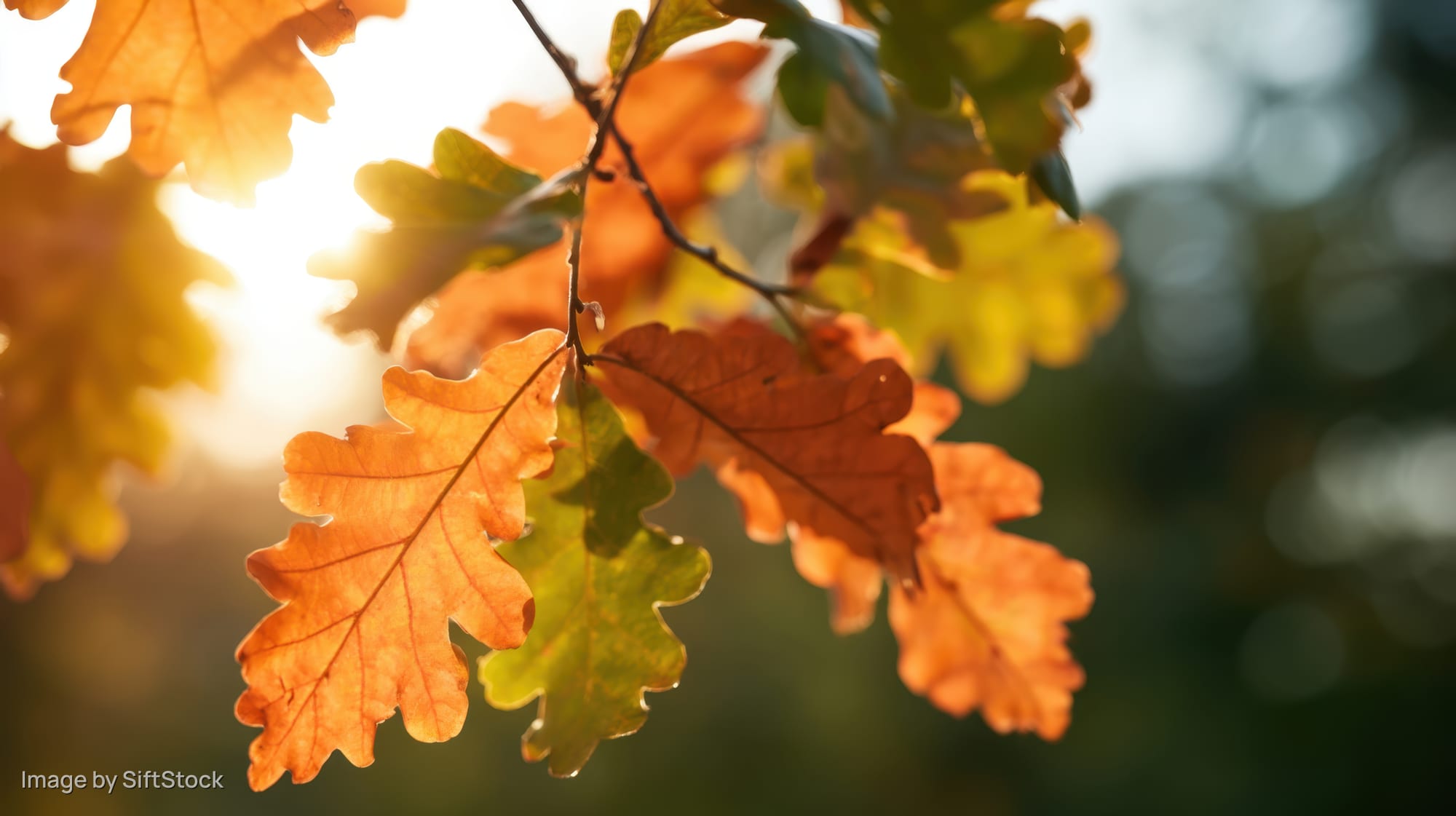 Close-up of oak leaves in autumn colors backlit by sunlight in a forest setting