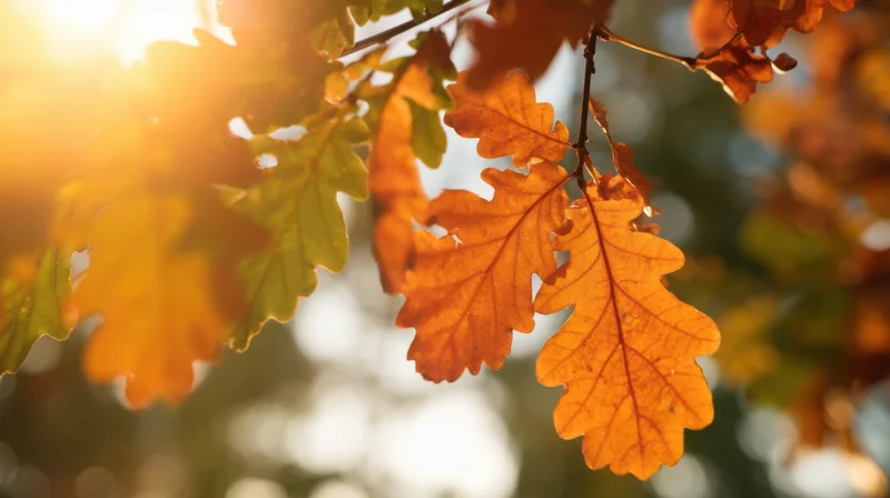 Close-up of oak leaves in autumn sunlight with warm bokeh background