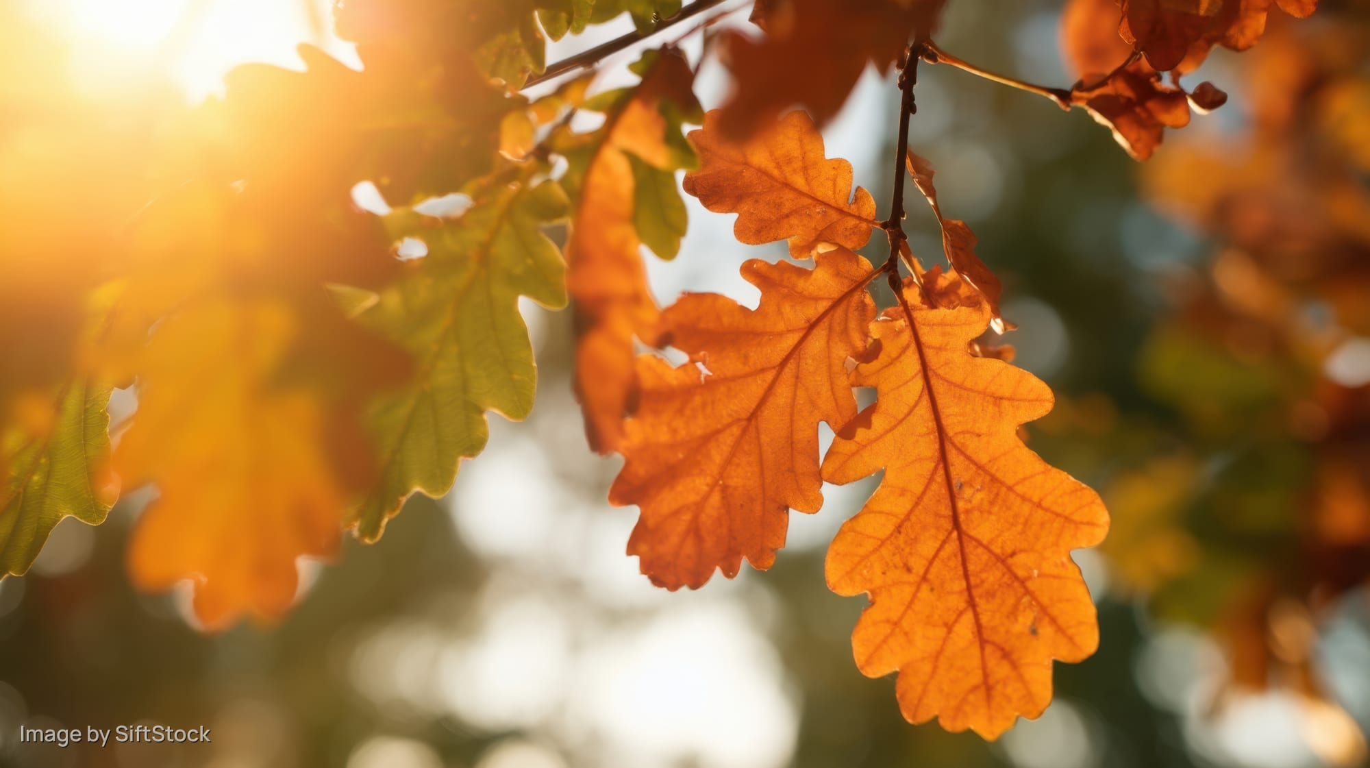 Close-up of oak leaves in autumn sunlight with warm bokeh background